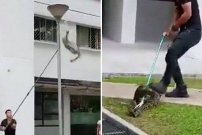 Спасатели сняли питона с фонарного столба в Сингапуре. (Видео)