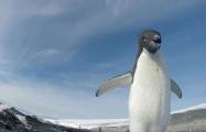 Пингвины попытались украсть видеокамеры, оставленные фотографом на побережье в Антарктиде (Видео) 5