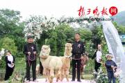 В китайском зоопарке поженили двух альпак (Видео) 6
