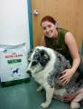 Толстая собака после курса лечения сбросила 50 килограммов своего веса (Видео) 2