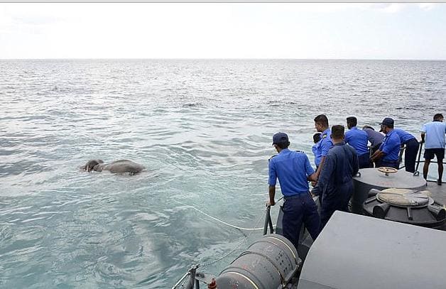 Военные Шри - Ланки провели 12-часовую операцию по спасению, унесённого в море слона. (Видео)