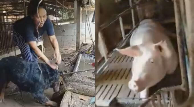 Четыре ротвейлера расправились с удавом на скотном дворе в Тайланде (Видео)