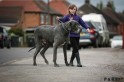 Собака весом 98 килограммов признана самой большой в Британии. (Видео) 5
