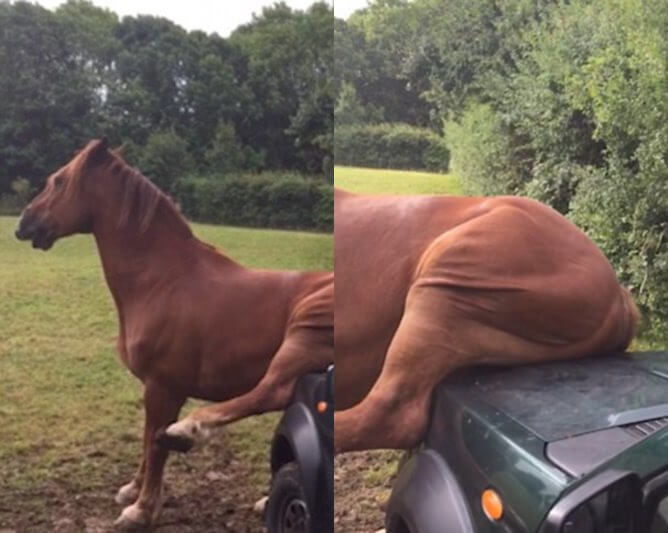 Находчивый конь нашёл необычный способ снять зуд. (Видео)