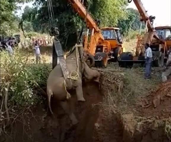 Спасательная операция по подъёму раненной слонихи, упавшей в колодец, была проведена в Индии (Видео)