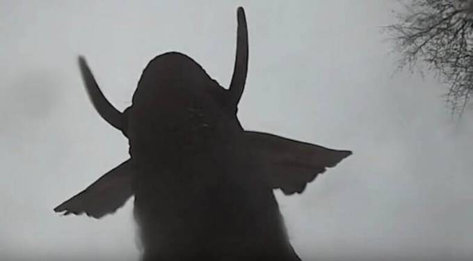 Любопытный слон сделал «селфи», оставленной без присмотра камерой GoPro. (Видео)