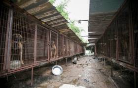 149 собак, приготовленных к забою были освобождены на корейской ферме. (Видео) 7