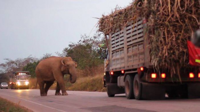 Слон «обложил данью» водителей перевозящих сахарный тростник в Тайланде (Видео)