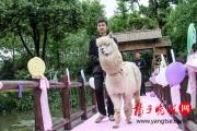 В китайском зоопарке поженили двух альпак (Видео) 3