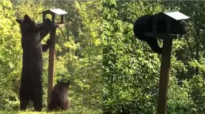 Семейство медведей разорило кормушку для птиц в США. (Видео)