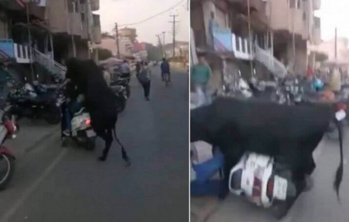 Наглый бык перепутал мотоциклистов с коровой в Индии (Видео)