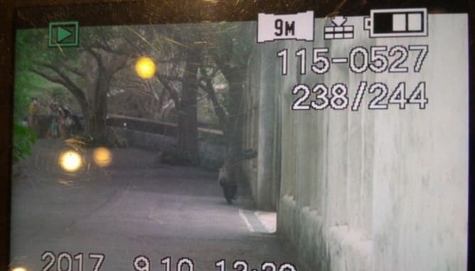 Сбежавшая из вольера горилла вызвала панику среди посетителей зоопарка в Тайбэе. (Видео)