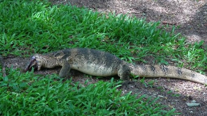Жадный варан попытался проглотить черепаху в парке Тайланда (Видео)