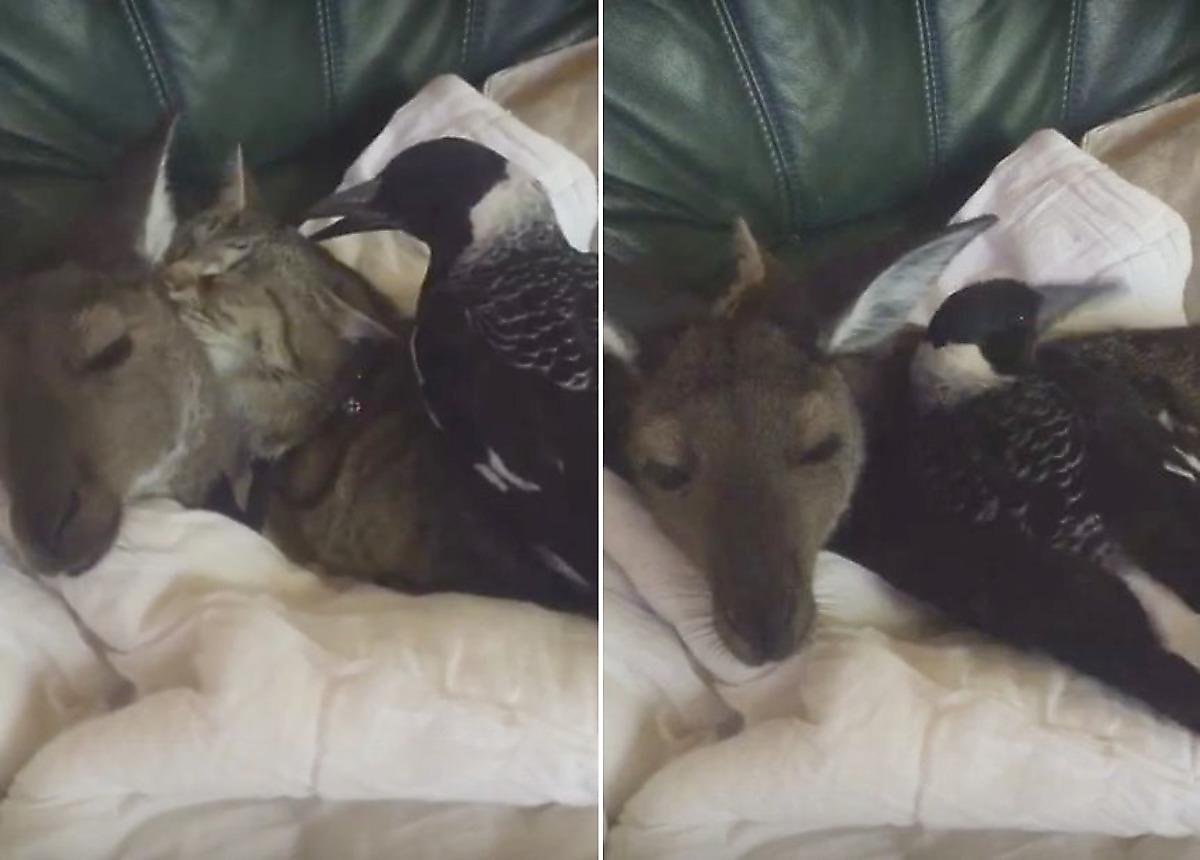 Кенгурёнок, кот и сорока устроили романтическую встречу в кровати хозяйки