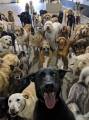 Идеальный снимок: 30 псов приняли участие в коллективном селфи в американском питомнике 0