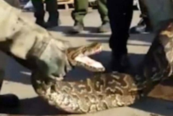 Спасатели вынудили питона расстаться с кошкой в ЮАР (Видео) Спасатели вынудили питона расстаться с кошкой в ЮАР (Видео)