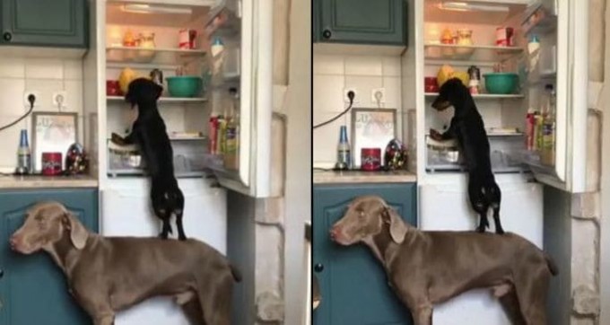 Собаки, вступив в «преступный сговор», ограбили холодильник своего хозяина (Видео)