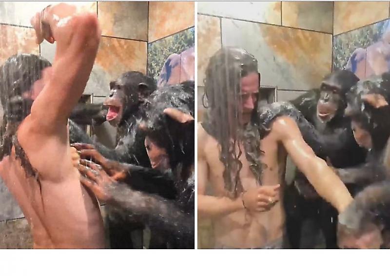 Шимпанзе помыли голову своему волосатому хозяину ▶