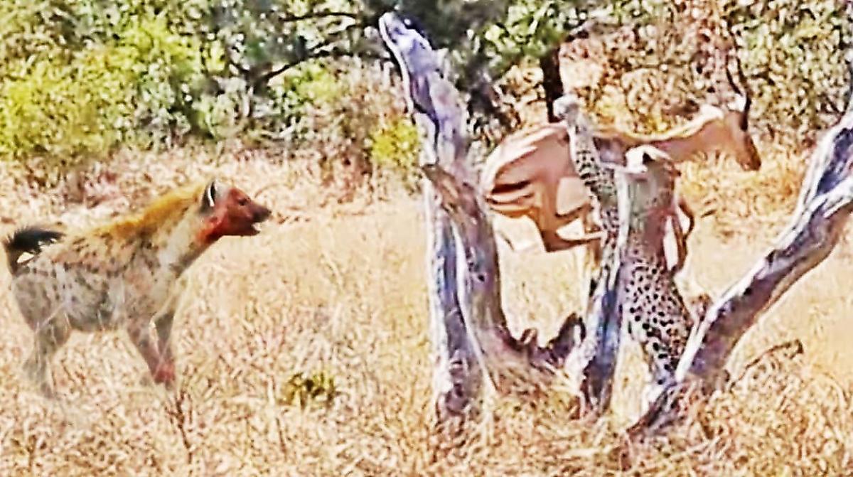Схватка не поделивших добычу гиены и леопарда попала на видео в ЮАР