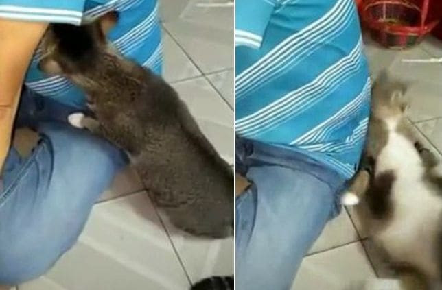 Чистоплотная кошка была повержена запахом своего хозяина (Видео)