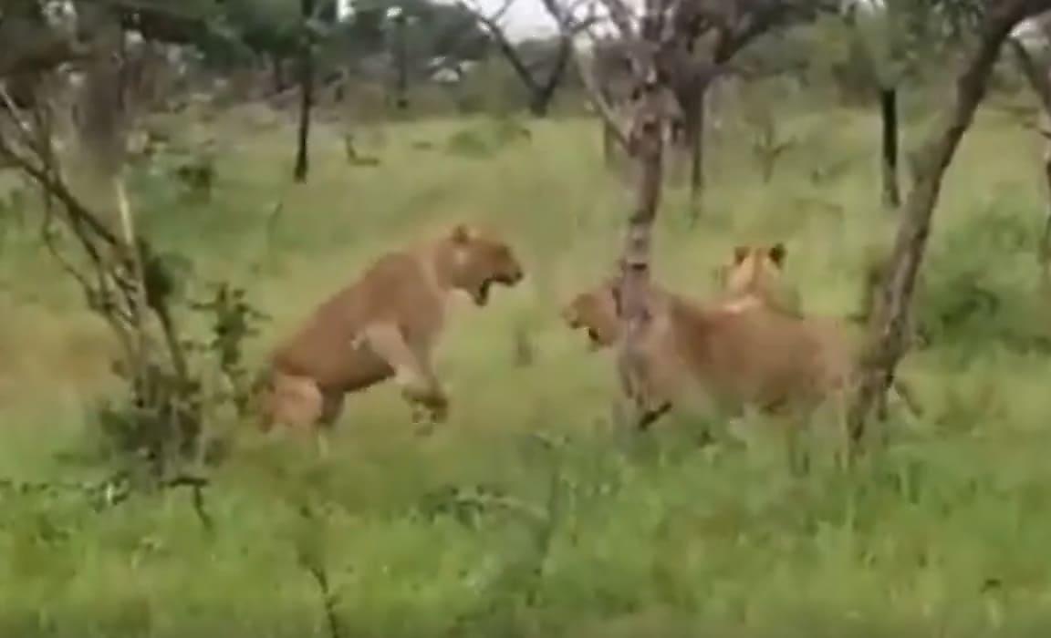 Два львиных прайда столкнулись на границе своих территорий