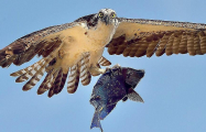 Голландский фотограф поймал в объектив хищную птицу, несущую свой обед 1