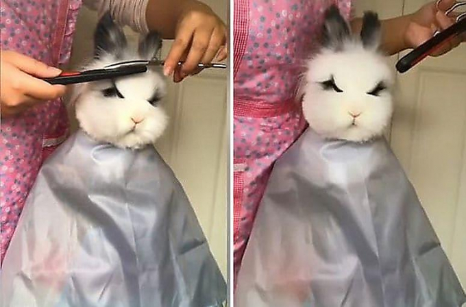 Терпеливый кролик получил стильную причёску в исполнении своей хозяйки