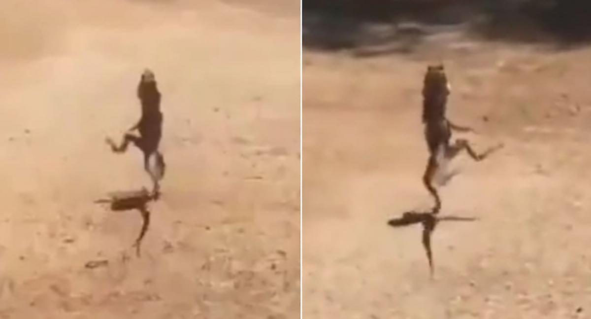 Застигнутая врасплох ящерица устроила весёлый забег на двух лапах - видео