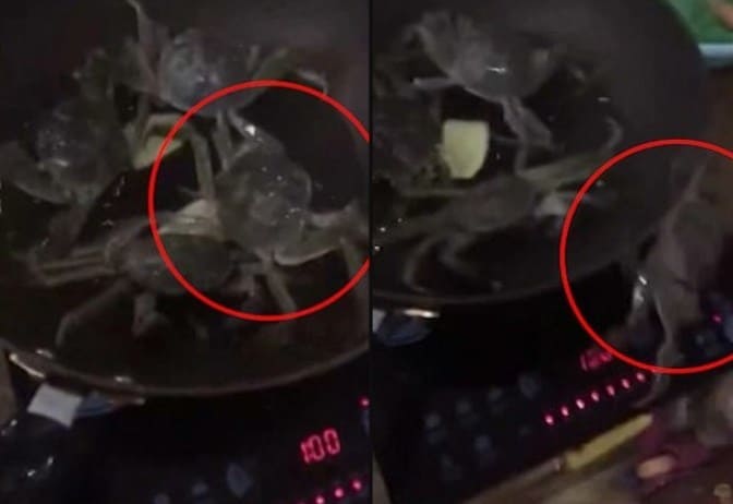 Краб, выпрыгнувший из сковородки и выключивший за собой плиту, стал настоящим героем китайских соц. сетей (Видео)