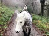 Сиамский кот «объездил» пони на ферме в Британии. (Видео) 3