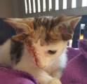 Одноглазого котёнка, с четырьмя ушами, спасли в Австралии (Видео) 0