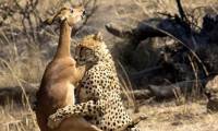 В объятьях смерти. Антилопа не смогла перепрыгнуть через гепарда в национальном парке Пиланесберг в ЮАР 2