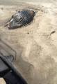 Девять крокодилов устроили пир возле туши мёртвого кита в Австралии 1