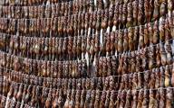 Китайская медицина: миллионы лягушек истребляются для приготовления лекарственной пищи в Китае. 1