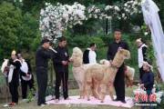 В китайском зоопарке поженили двух альпак (Видео) 9
