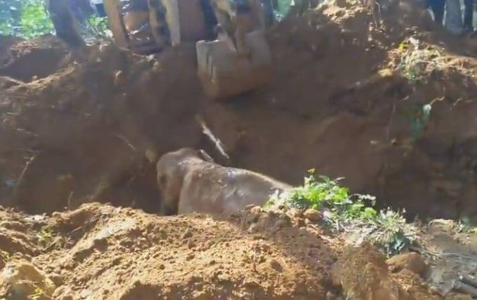 Слонёнок, провалившийся в яму, был спасён при помощи экскаватора в Индии. (Видео)