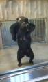 Медведица нокаутировала своего детёныша в японском зоопарке (Видео) 3
