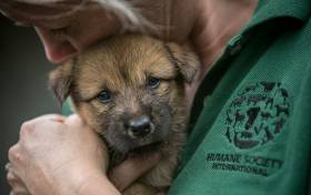 149 собак, приготовленных к забою были освобождены на корейской ферме. (Видео) 5