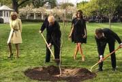 Дерево, посаженное Трампом и Макроном, исчезло с лужайки Белого дома 0