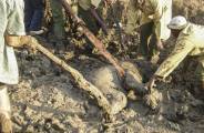 Спасение маленького слонёнка, застрявшего в трясине, происходило на глазах слонихи в африканском заповеднике 4