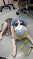 Толстая собака после курса лечения сбросила 50 килограммов своего веса (Видео) 1