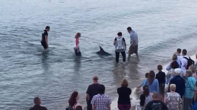 В Британии спасли дельфина, «севшего на мель» у берегов пляжа в Дорсете. (Видео)