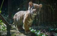 Брошенный тигрёнок нашёл друга в зоопарке Сан - Диего. (Видео) 9