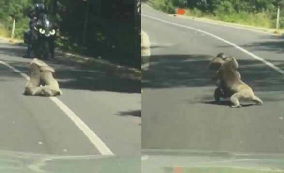Две коалы сошлись «врукопашную» на автотрассе в Австралии. (Видео)