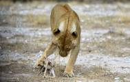 Львица нашла «замену» своим погибшим детёнышам в заповеднике Намибии 1
