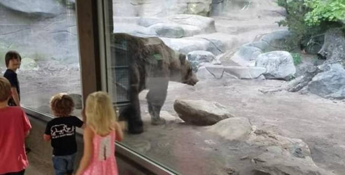 Медведь поднял детишкам настроение, ответив на позыв желудка в американском зоопарке (Видео)