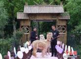 В китайском зоопарке поженили двух альпак (Видео) 7