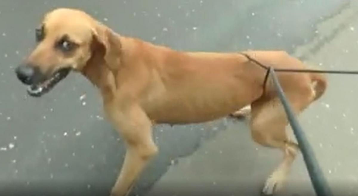 Собака запуталась в шнуре и сорвала выпуск новостей на бразильском канале