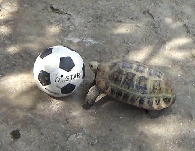 Черепаха-футболист проживает в Таиланде (Видео)