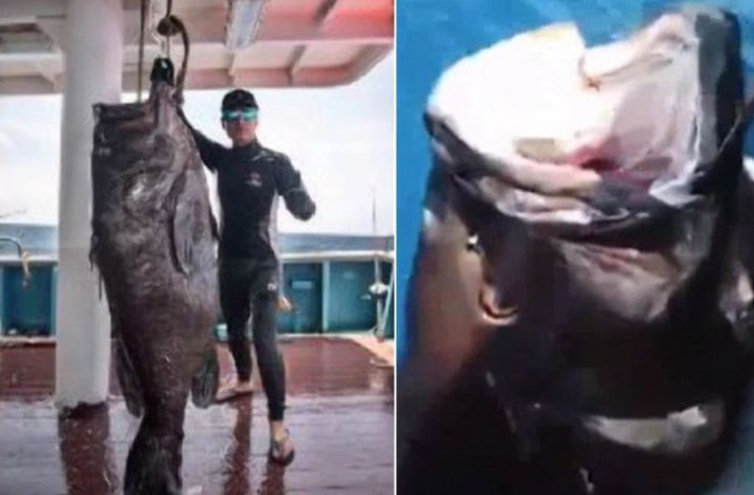 Рыбаки поймали гигантского окуня в Южно - Китайском море (Видео)